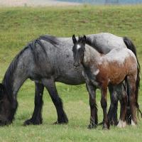 black or blue roan horse
