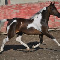 Half Arabian Pony