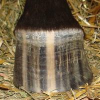 Characteristic Striped hooves