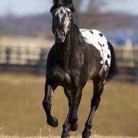 black blanket appaloosa horse
