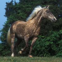 Black Silver Rocky Mountain Horse