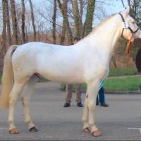  dominant white horse