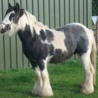 Vines Blue and White Gypsy stud colt showing tobiano/sabino/splash markings. He may also be gray.