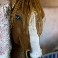 Eye Color In Horses Photo Gallery