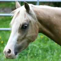 Palomino Welsh pony