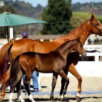 brown filly at inspection