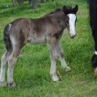 black filly with LP at around 2 weeks