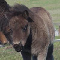 Black British Shetland pony foal
