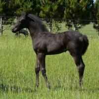 smoky black as an older foal