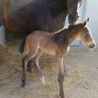 Jetstream Brown Dutch Warmblood Filly 1 day old