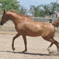 Swan Song ER a chestnut Arabian mare AA at agouti