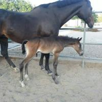 Brown colt Iverson at 1 day