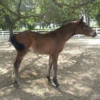 Brown foal "Independence KF" 2 months