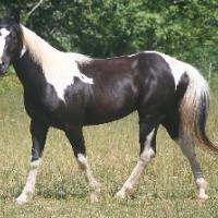 Double Homozygous Black Tobiano horse with Frame.