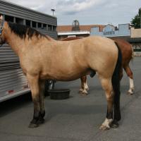 Buckskin Draft Horse