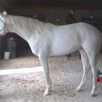 Dominant White Horse D