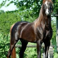 Liver Chestnut Stallion (horse)