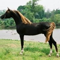 Liver Chestnut Stallion (horse) with flaxen