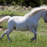 Freckles few spot (appaloosa spotting) pony 