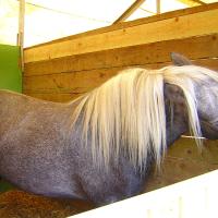 Greying Highland Pony