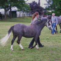 Dark Grey Welsh Pony