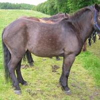 dark brown exmoor pony with panagre (horse)