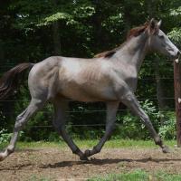 IronJet as a Yearling