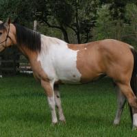 Buckskin Tobiano horse