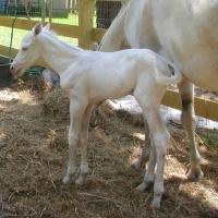 Lethal White Foal