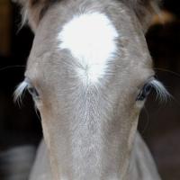 silver foal eyelashes