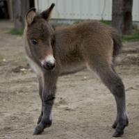 Bay Miniature mule colt