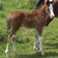 STM Blue Dharma part-bred Arabian with Splashed white markings