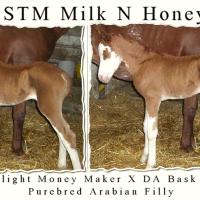 STM Milk N Honey splashed white filly by Moonlight Money Maker