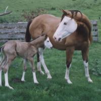Splashed White Mare and Foal