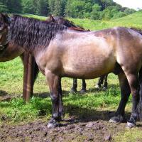 brown exmoor pony (horse)