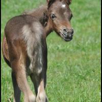 Silver brown foal