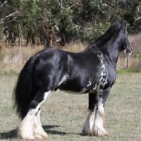 homozgyous W20 Stallion Jango