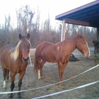 Chestnut A- Mare with Silver Bay Offspring