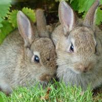 Wild Rabbits Showing the "Wild-Type" color