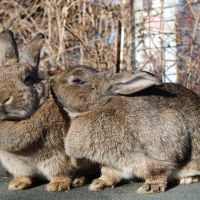 Chestnut Rabbits