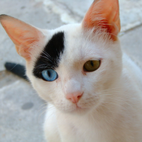 Piebald Cat