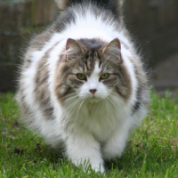 Long haired cat with piebald spotting