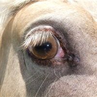 Champagne horse's eye color