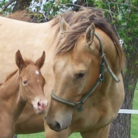 amber champagne mare with gold champagne filly