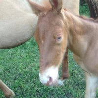 gold champagne foal with blue eyes