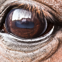 horse eye closeup 