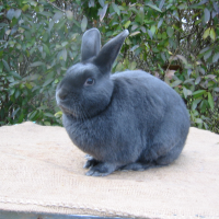 Dilute Rabbit