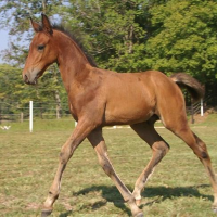 a bay foal whose points have not yet darkened