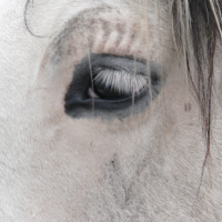 Horse with a dark eye in a white face