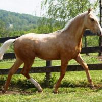 palomino horse